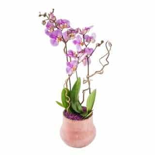 Decorated Orchid -planting